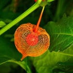 Miechunka peruwiańska - właściwości, przepisy i uprawa miechunka peruwiańska