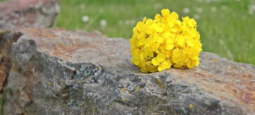 rzepak kwiat
