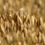 Otręby owsiane, ich właściwości i walory dietetyczne owies