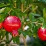 Sok z granatu - właściwości, dawkowanie i przepis owoc granatu