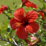 Hibiskus - właściwości, działanie i przeciwwskazania kwiat hibiskusa