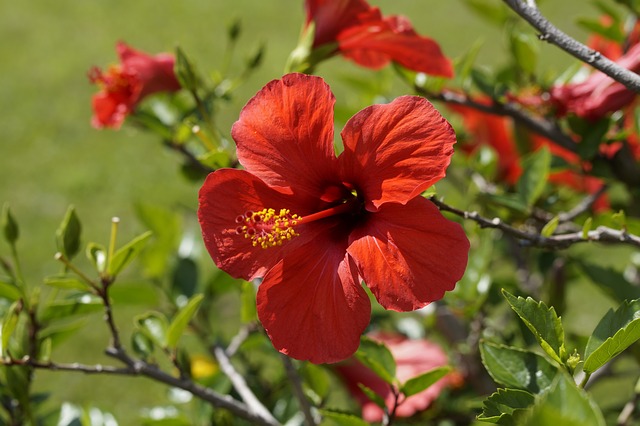 Hibiskus – właściwości, działanie i przeciwwskazania