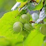 Orzechy laskowe - właściwości, kalorie i uprawa orzechy laskowe
