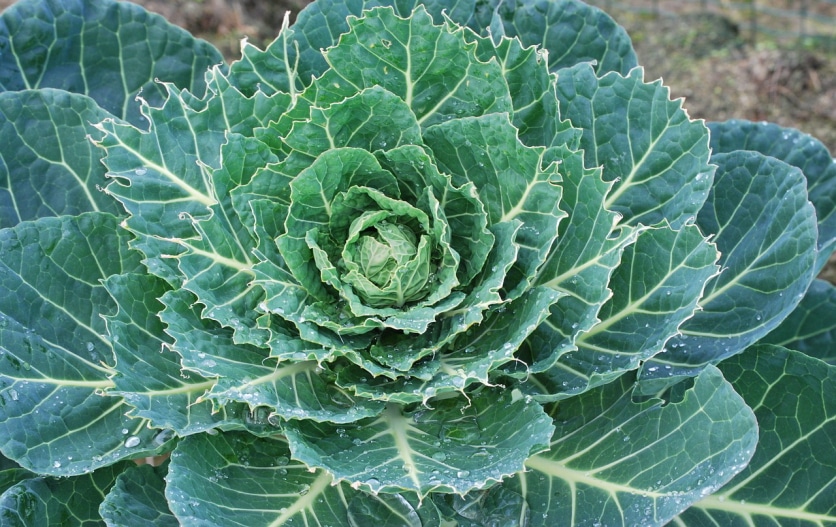 dieta kapuściana
