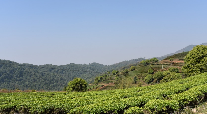 plantacja herbaty pu-erh