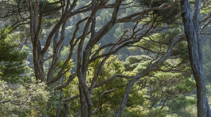 krzewy manuka
