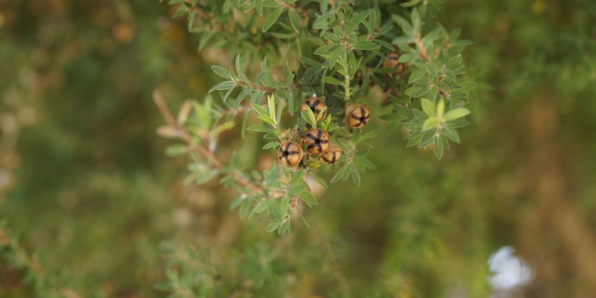 Leptospermum scoparium