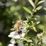 miód manuka