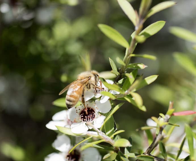 Miód manuka – właściwości, zastosowanie i dawkowanie