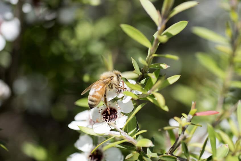 Miód manuka – właściwości, zastosowanie i dawkowanie