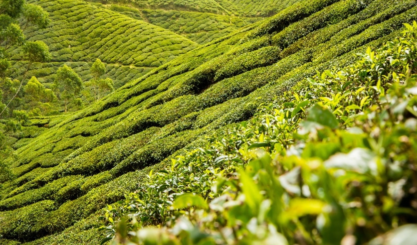 Camellia sinensis