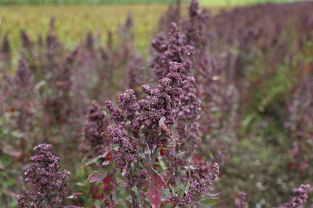 Komosa ryżowa – właściwości i przepisy z kaszą quinoa