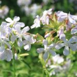 Mydlnica lekarska – właściwości i zastosowanie mydlnica lekarska