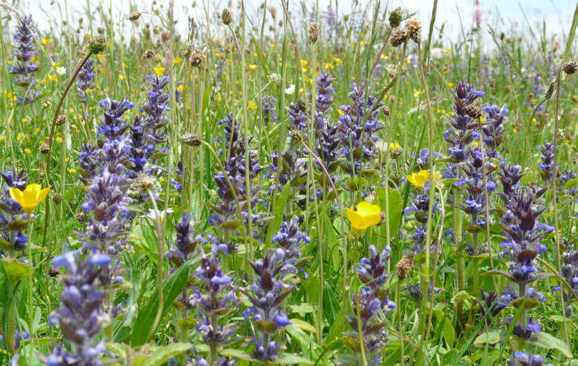 Ajuga reptans