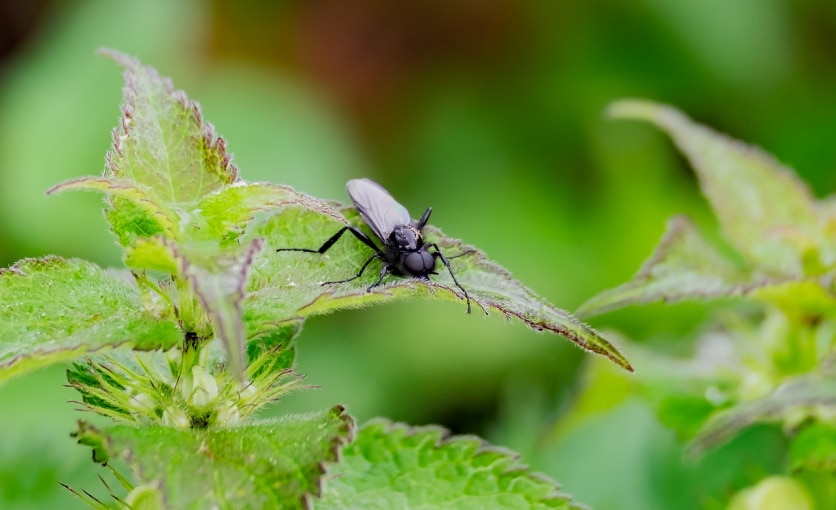 lamium album