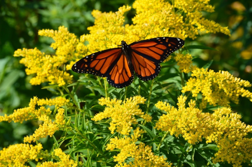 solidago virgaurea